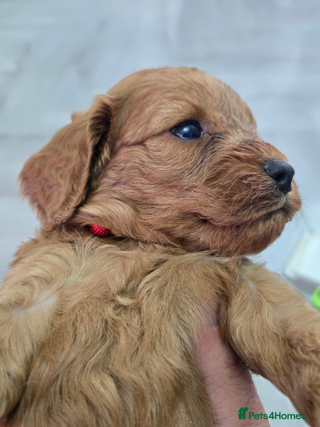 Cavapoo dogs for sale: cavapoo puppies - Image 11