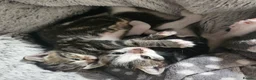 Mixed Breed cats for sale: 4 Beautiful Mix Breed Little Kittens For Sale - Advert 7