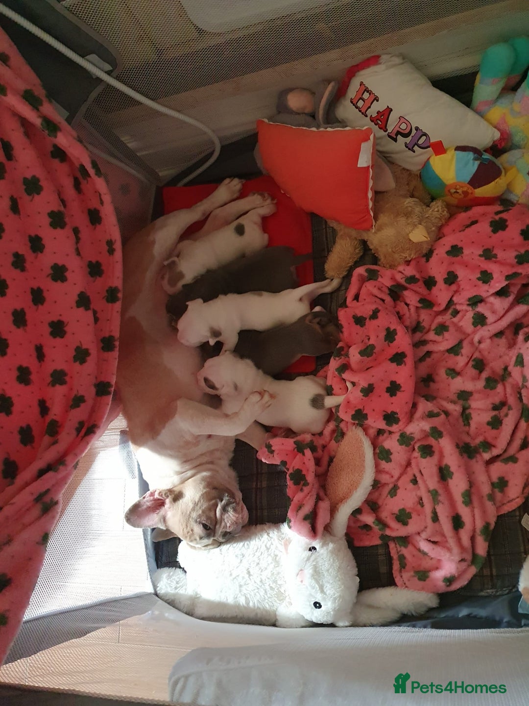 Mixed Breed dogs for sale: Frenchbulldog/pocketbully - Image 2