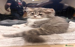 British Shorthair cats for sale: British shorthair kittens  - Image 3