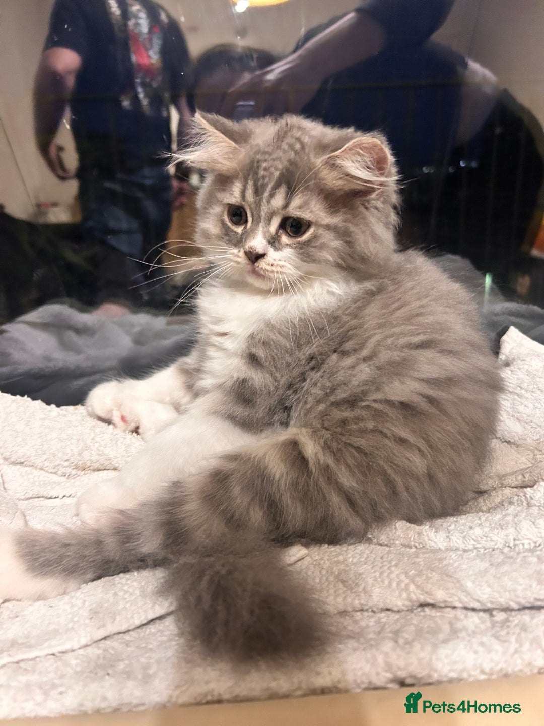 British Shorthair cats for sale: British shorthair kittens  - Image 3