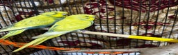 Budgerigars birds for sale: Budgie Easy Hand-Tamed - Advert 2