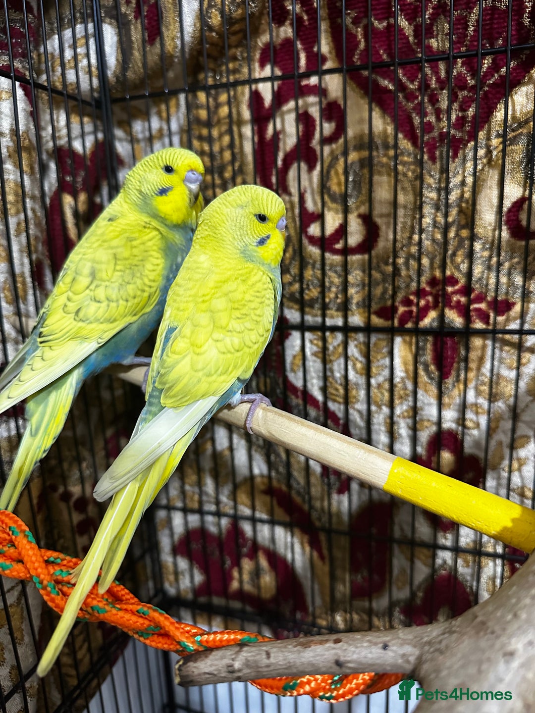 Budgerigars birds for sale: Budgie Easy Hand-Tamed - Advert 2