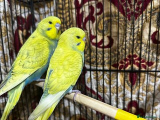 Budgerigars birds Budgie Easy Hand-Tamed - Advert 2