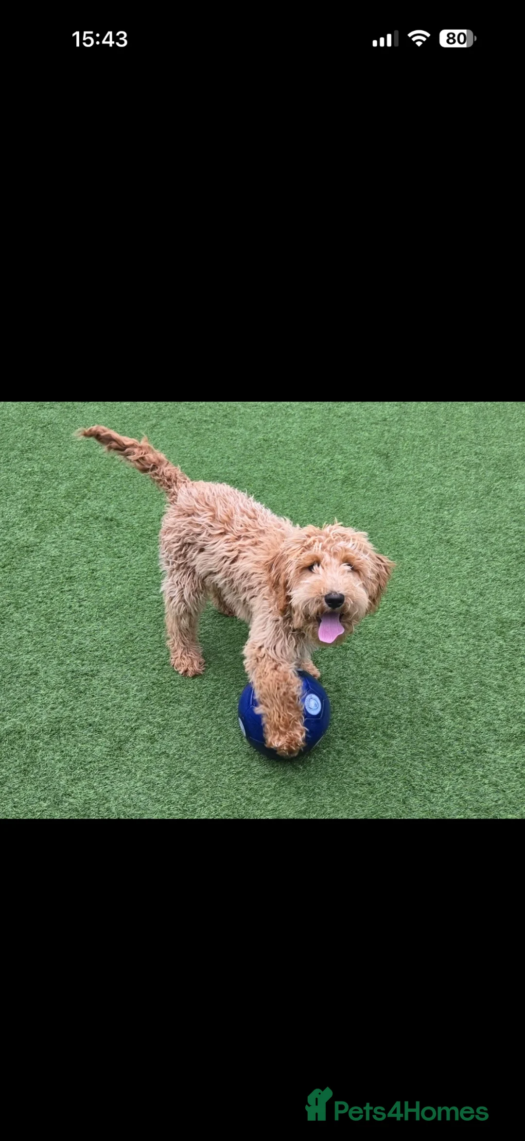 Double Doodle dogs for sale: Double Doodle Puppy / Young Dog 15 months old - Advert 1