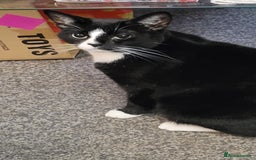 Domestic Shorthair cats for sale: 4 beautiful ladies needing new homes - Image 2
