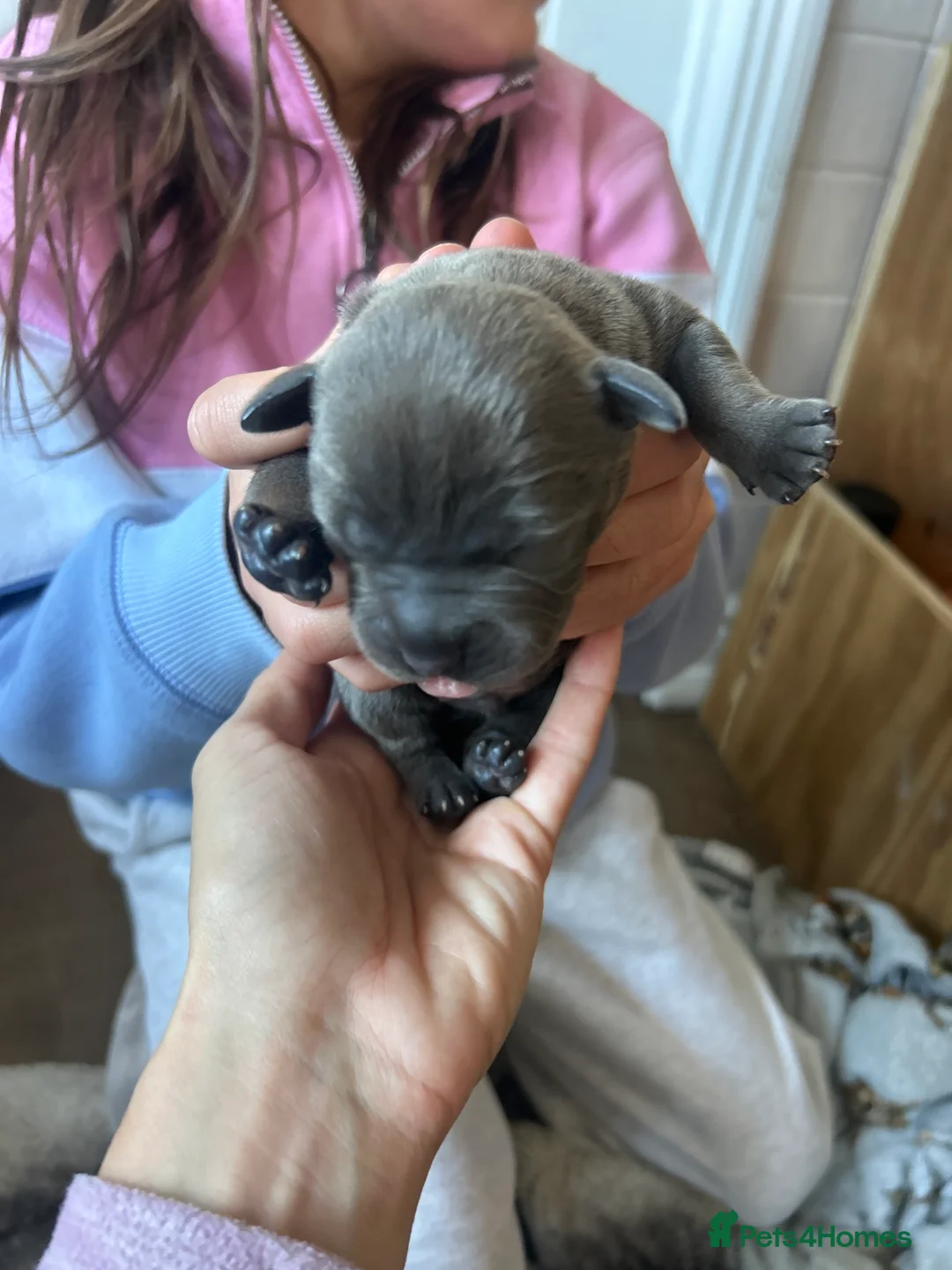 Staffordshire Bull Terrier dogs for sale: Staffordshire bull terrier puppy's  in Colchester - Advert 2
