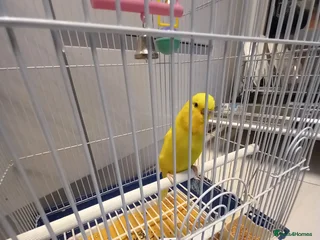 Budgerigars birds - Advert 1