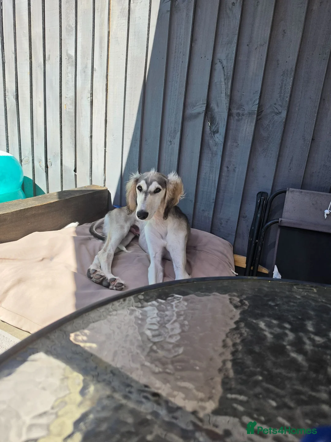 Saluki dogs for sale: Saluki for sale  - Advert 1