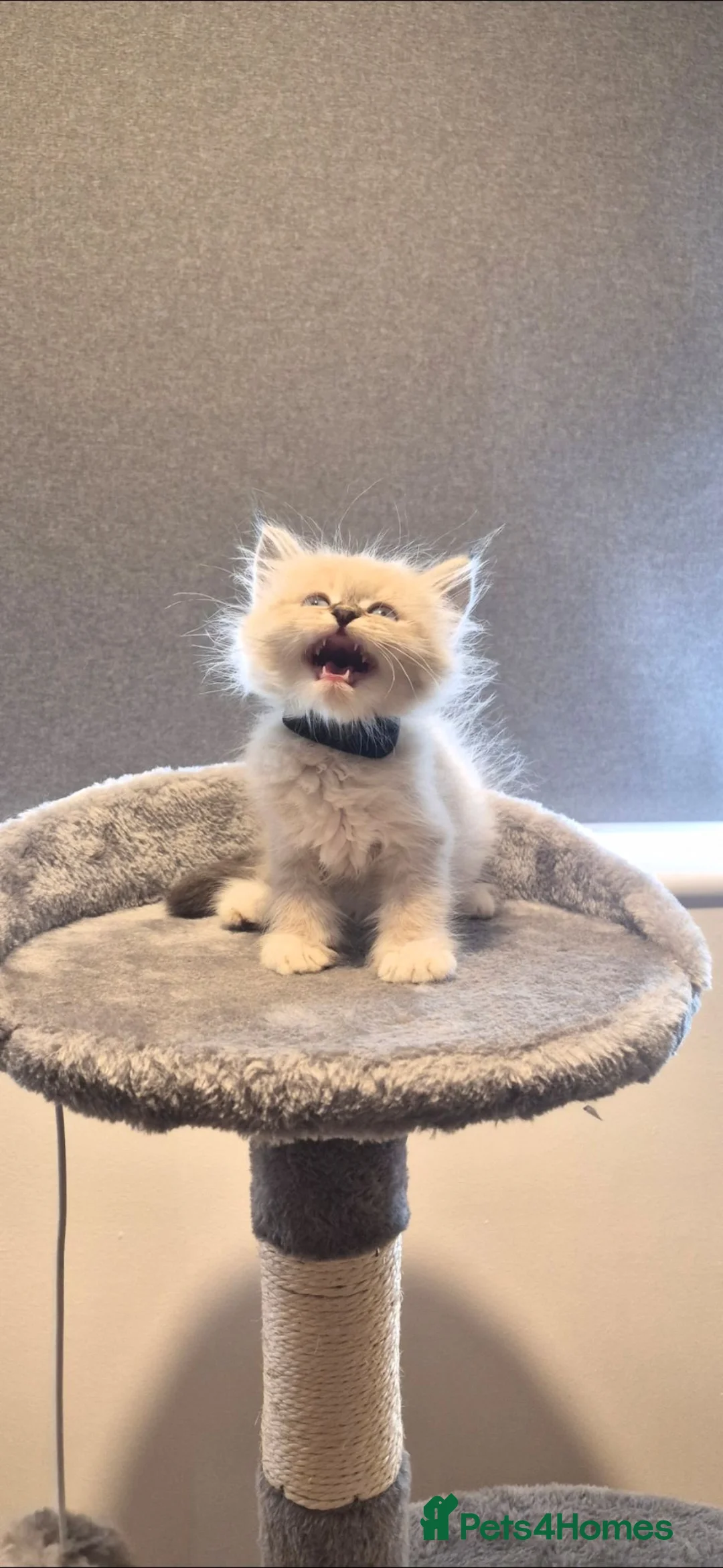 Siberian cats for sale: Beautiful Siberian Neva Masquerade kittens - Advert 24