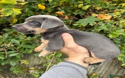 Jack Russell dogs for sale: Jack Russell miniature  - Image 1