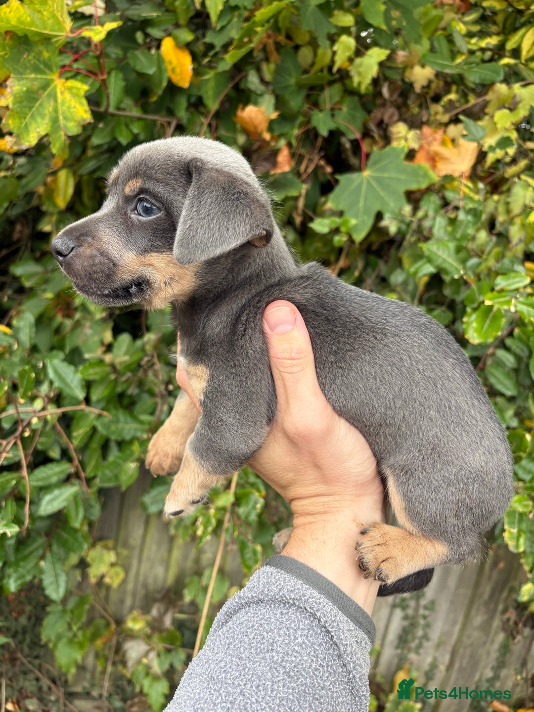 Jack Russell dogs for sale: Jack Russell miniature  - Image 1