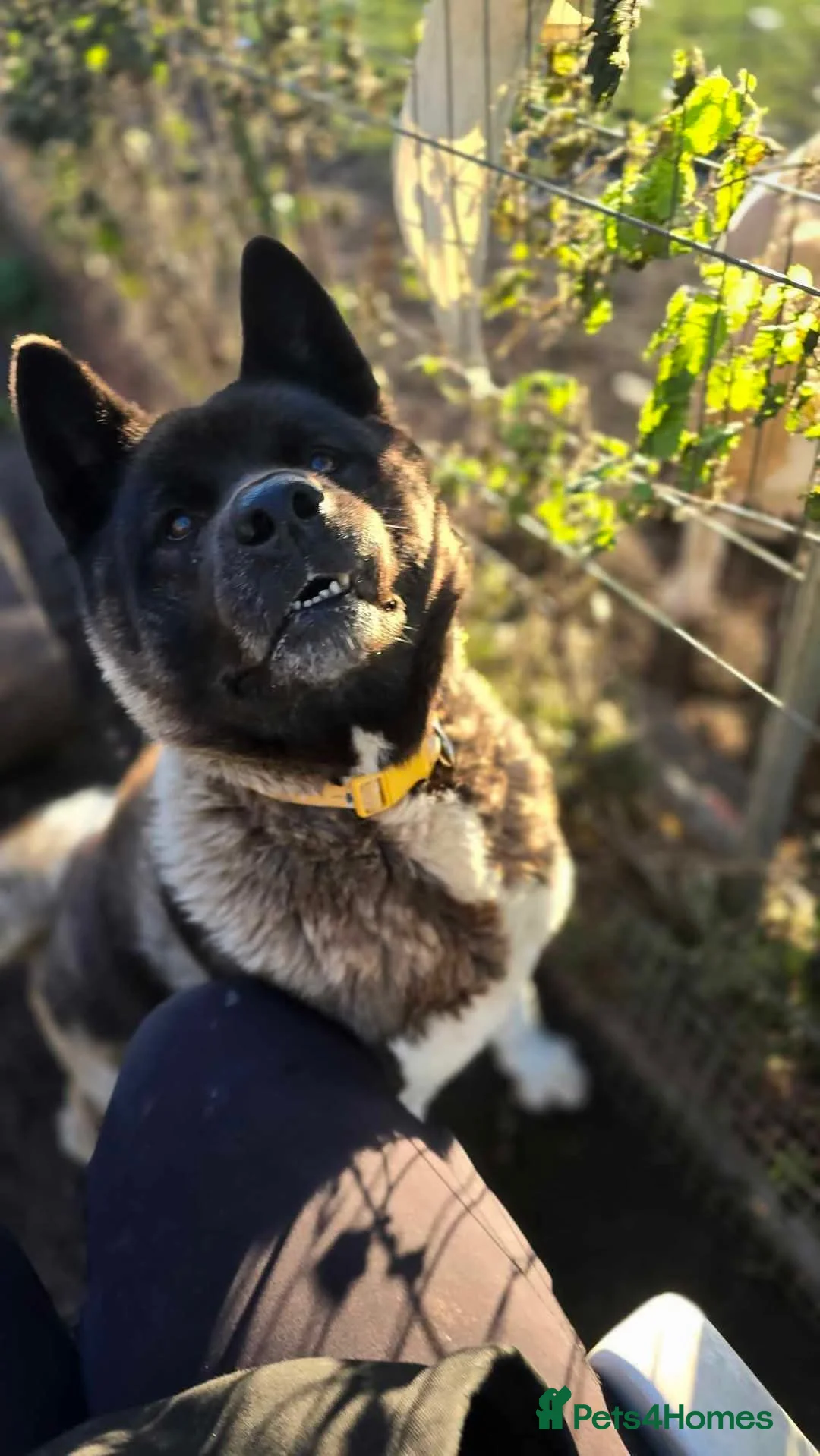 Akita dogs for adoption: Pretty Porcha in Worksop - Advert 4