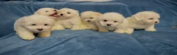 Bichon Frise dogs for sale: 6 Beautiful bichon frise puppies 🐶  in Doncaster - Advert 4