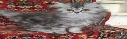 Siberian cats for sale: Absolutely Fabulous Kittens - Advert 1
