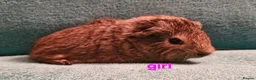 Guinea Pig rodents for sale: 1 boar & 1 sow baby pigs - Advert 9