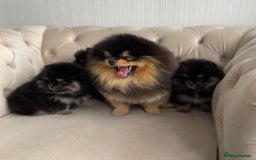 Pomeranian dogs for sale: Unique, extremely rare Pomeranian puppies ✨ - Image 2