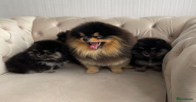 Pomeranian dogs - Advert 11