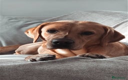 Labrador Retriever dogs for sale: Seb the lab - Image 6