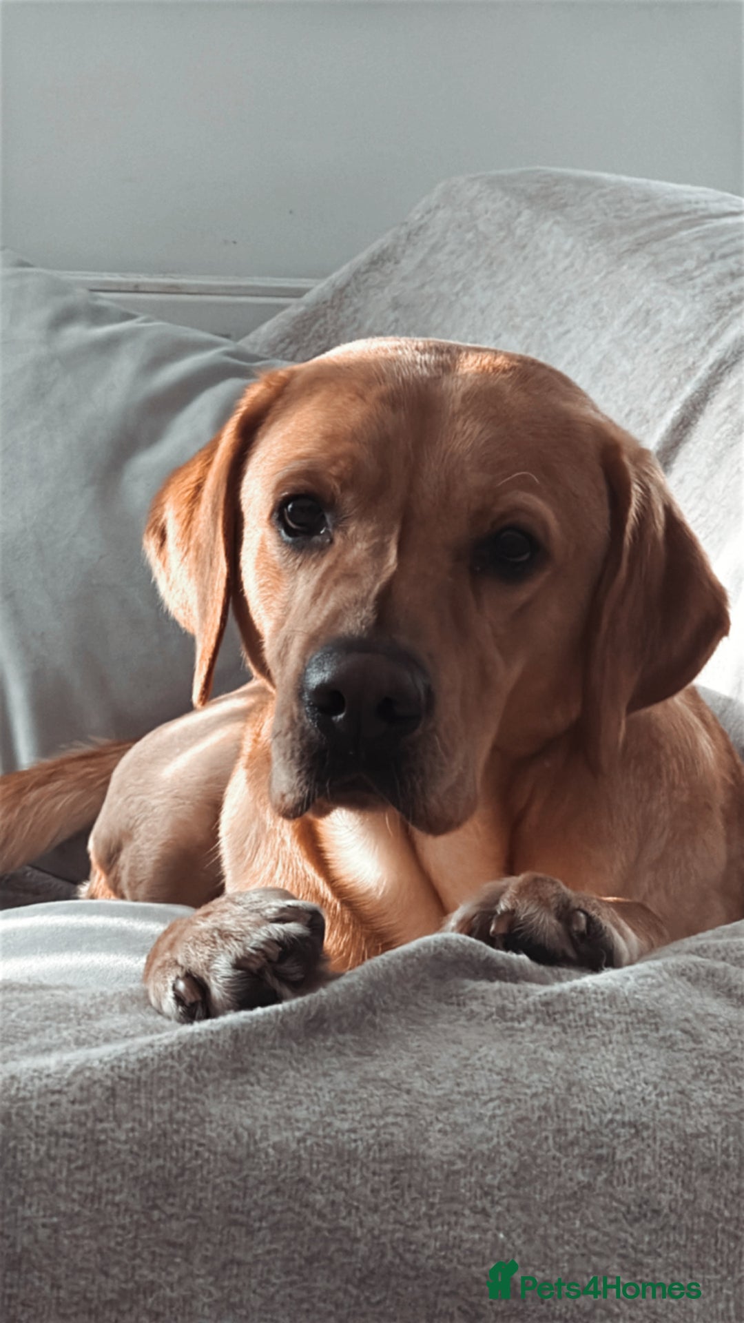 Labrador Retriever dogs for sale: Seb the lab - Image 6