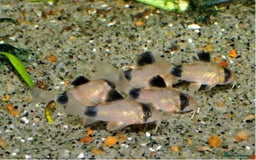 Catfish fish for sale: Ternecia Glo Danio Cockerels,Catfish - Image 3