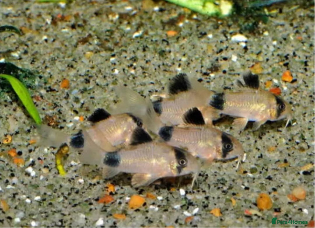 Catfish fish for sale: Ternecia Glo Danio Cockerels,Catfish - Image 3