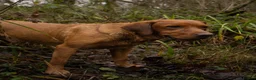 Labrador Retriever dogs for stud: Fox Red Labrador Fully Health Tested KC Registered - Advert 4