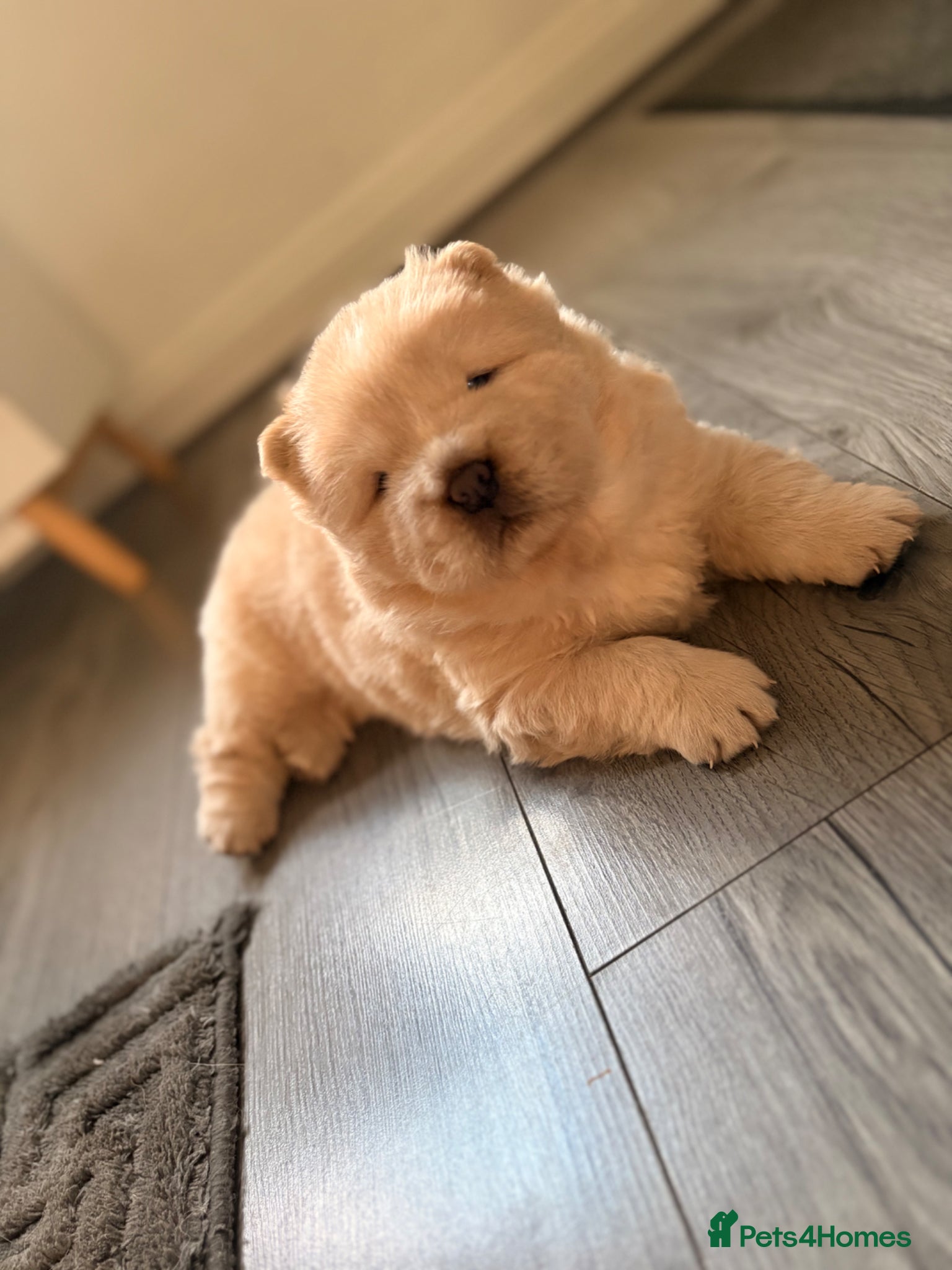 Chow Chow dogs STUNNING FLUFFY CREAM CHOWCHOW PUPPIES🧸🐾 KC REG - Advert 1