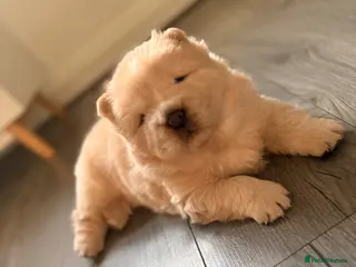 Chow Chow dogs STUNNING FLUFFY CREAM CHOWCHOW PUPPIES🧸🐾 KC REG - Advert 1