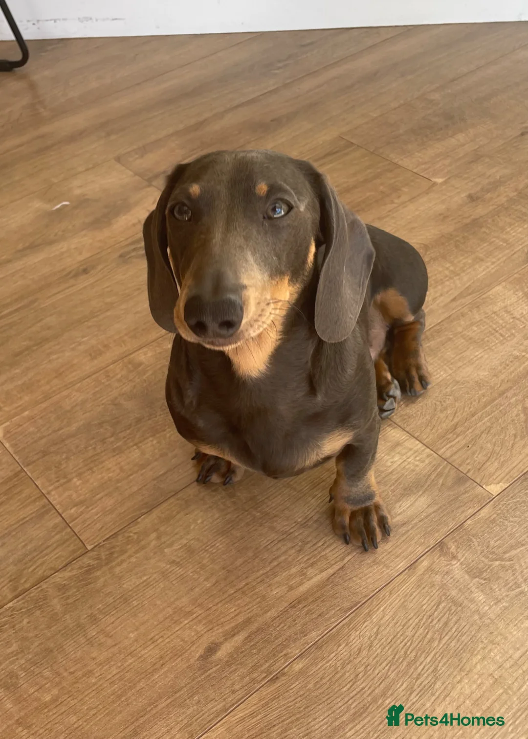 Miniature Dachshund dogs for sale: KC registered Blue and Tan miniature Dachshund  - Advert 3