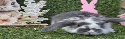 Mini Lop rabbits for sale: Mini lop babies for sale - Advert 4