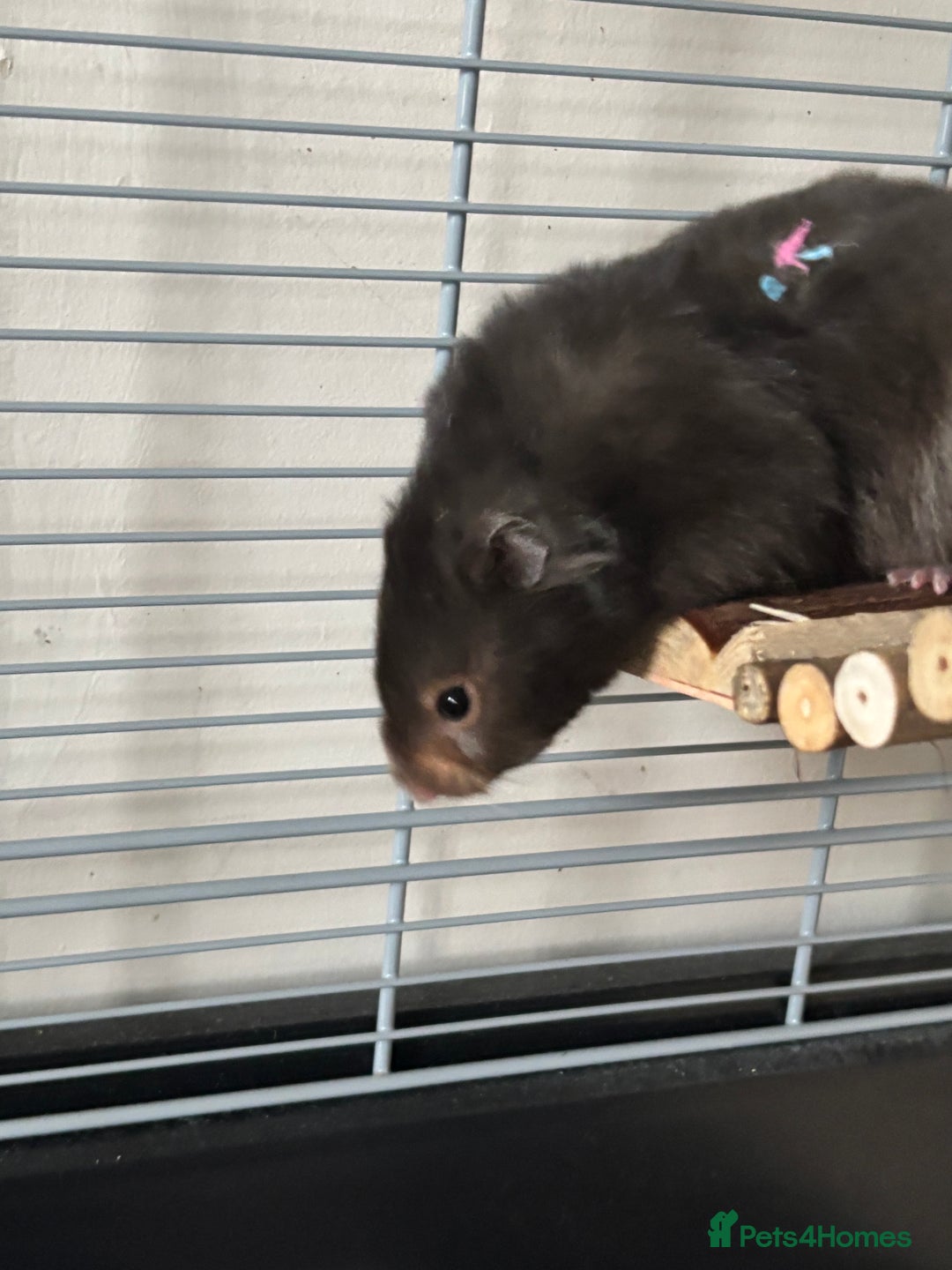 Hamster rodents for sale: Syrian Hamster - Advert 2