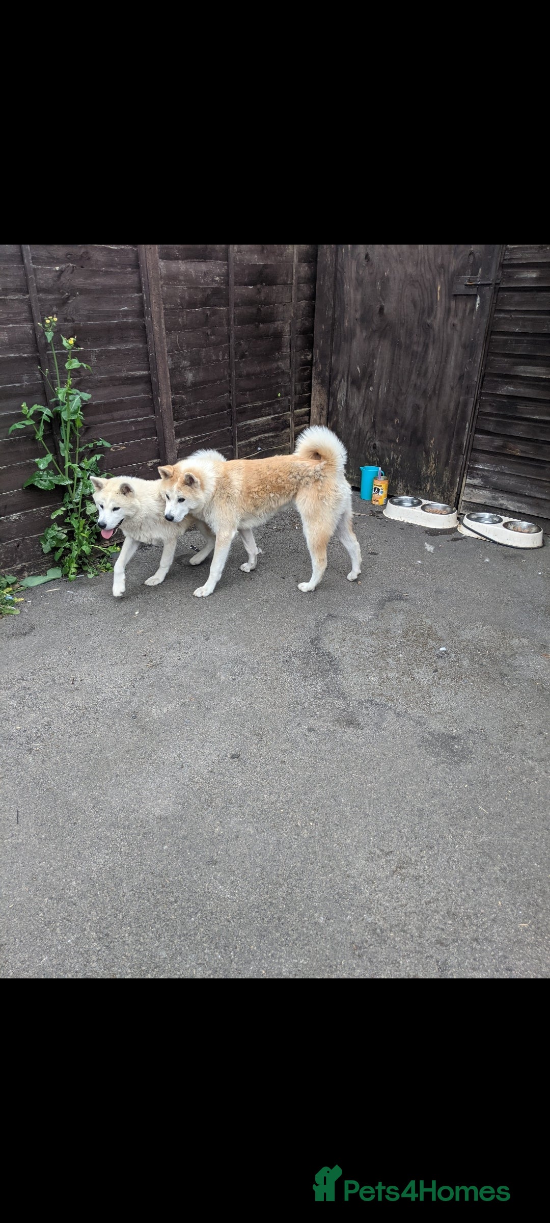 Akita dogs for sale: Rehoming two dogs – Akita Inu & Akita Shiba - Advert 6