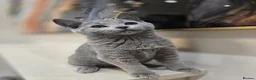 Russian Blue cats for sale: 🏅EXCEPTIONAL Russian Blue kittens🏆 - Advert 6