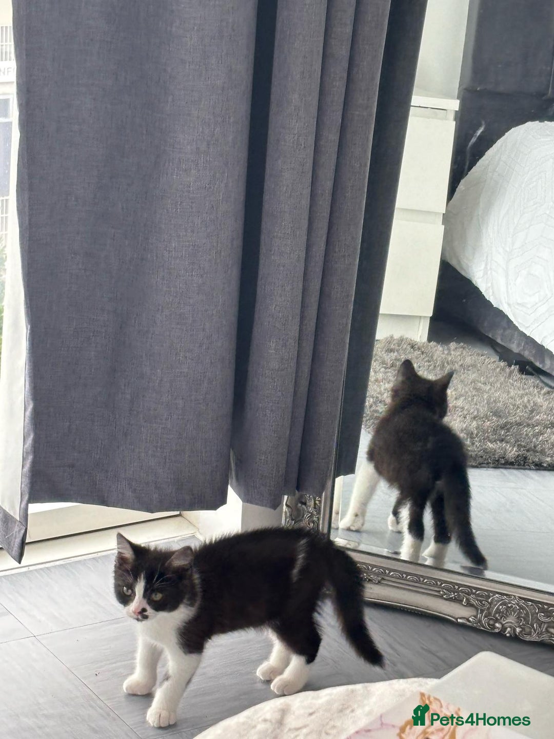 British Shorthair cats for sale: Kittens for loving homes in Welwyn Garden City - Image 16