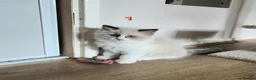 Ragdoll cats for sale: Purebreed Ragdolls - Advert 6