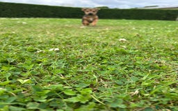 Jack Russell dogs for sale: Jack Russell, stunning litter,  in Doncaster - Image 30