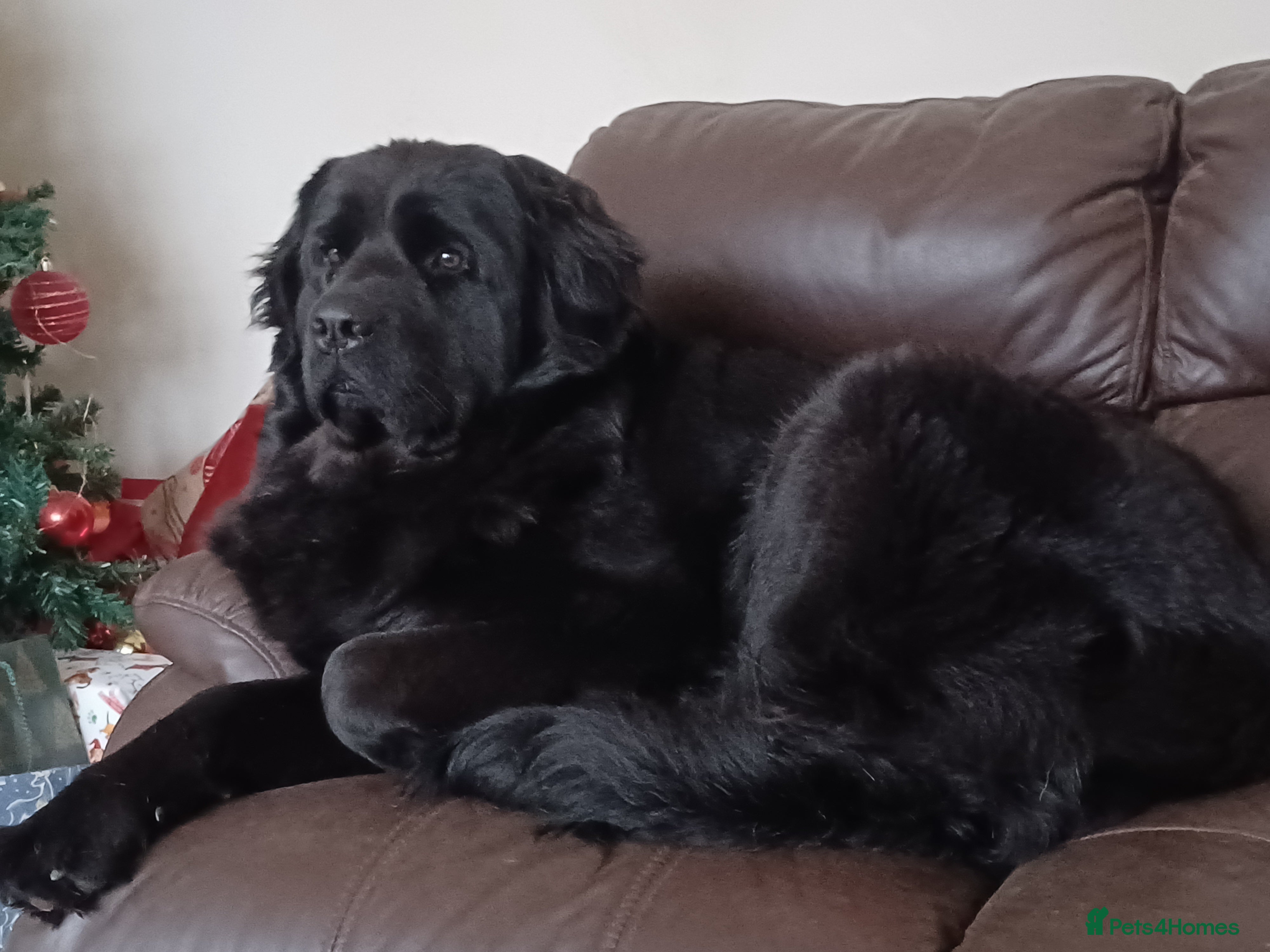 Mixed Breed dogs Beautiful Saint Bernewfie Puppies  - Advert 2