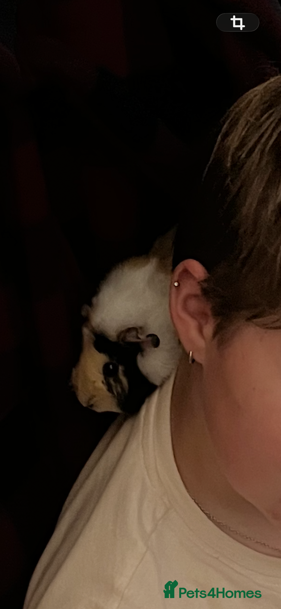 Guinea Pig rodents for sale: Female Guinea Pigs Bonded Need Rehoming - Advert 10