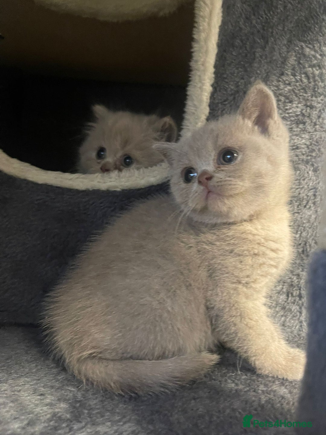British Shorthair cats for sale: Purebred  British Shorthair Kittens - Advert 5