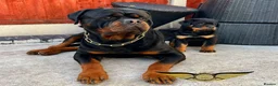 Rottweiler dogs for stud: Rottweiler import Stud (BIG DADDY BRUNO) in Liverpool - Advert 20