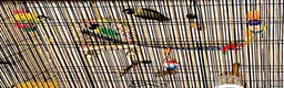 Lovebirds birds for sale: Two male black masked lovebirds  in Loughborough - Advert 4