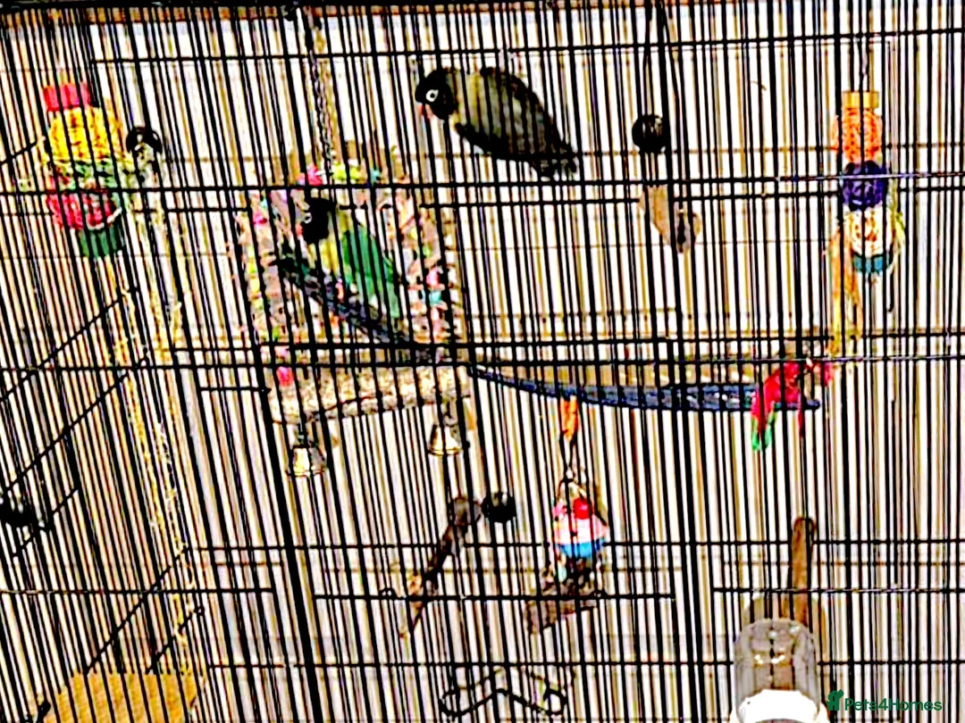 Lovebirds birds for sale: Two male black masked lovebirds  in Loughborough - Advert 4