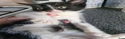 Mixed Breed cats for sale: Black cats  - Advert 4