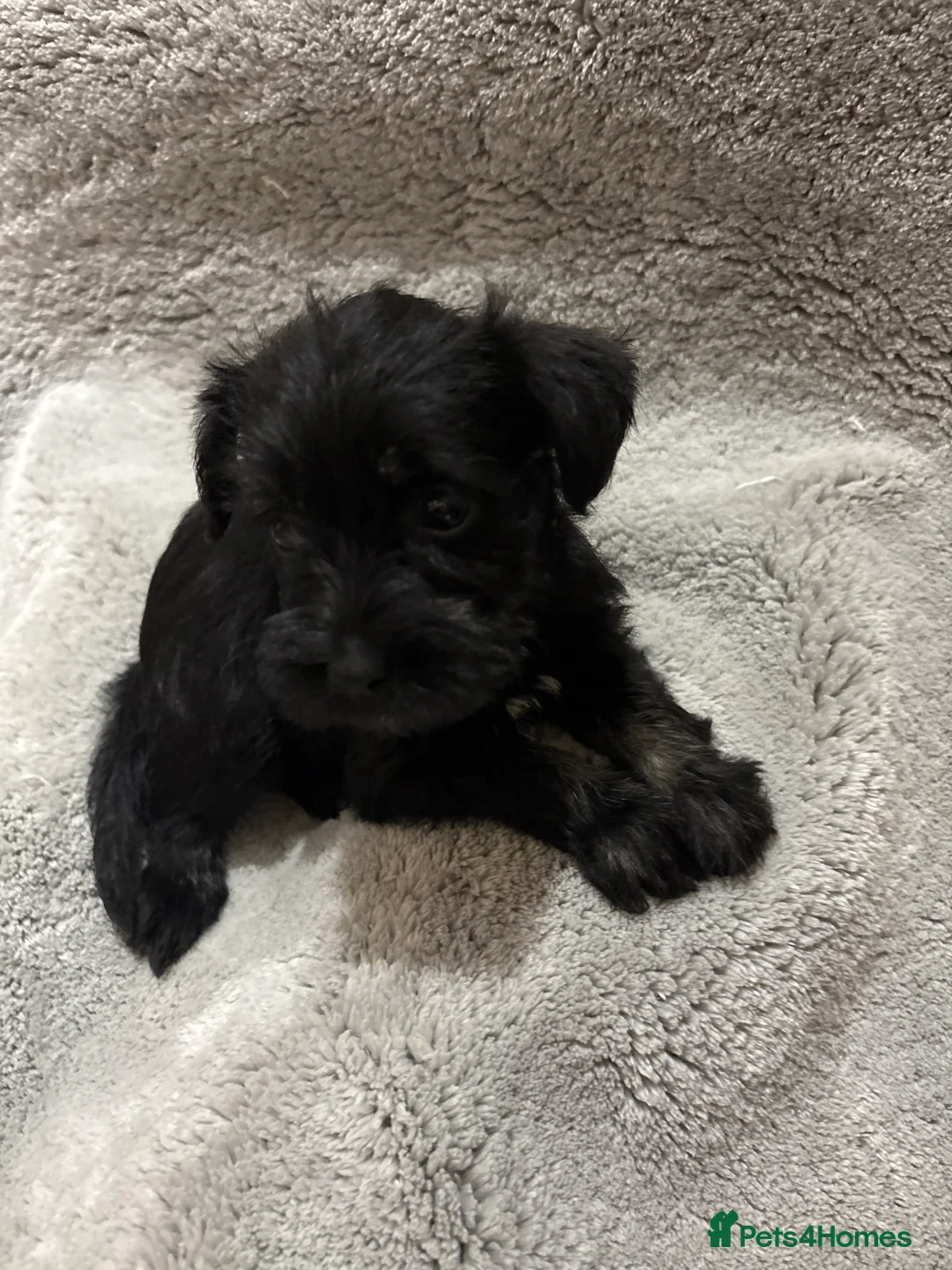 Miniature Schnauzer dogs for sale: Miniature schnauzer  - Advert 2