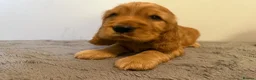 Cocker Spaniel dogs for sale: Stunning Golden Show Cocker Spaniels  - Advert 9