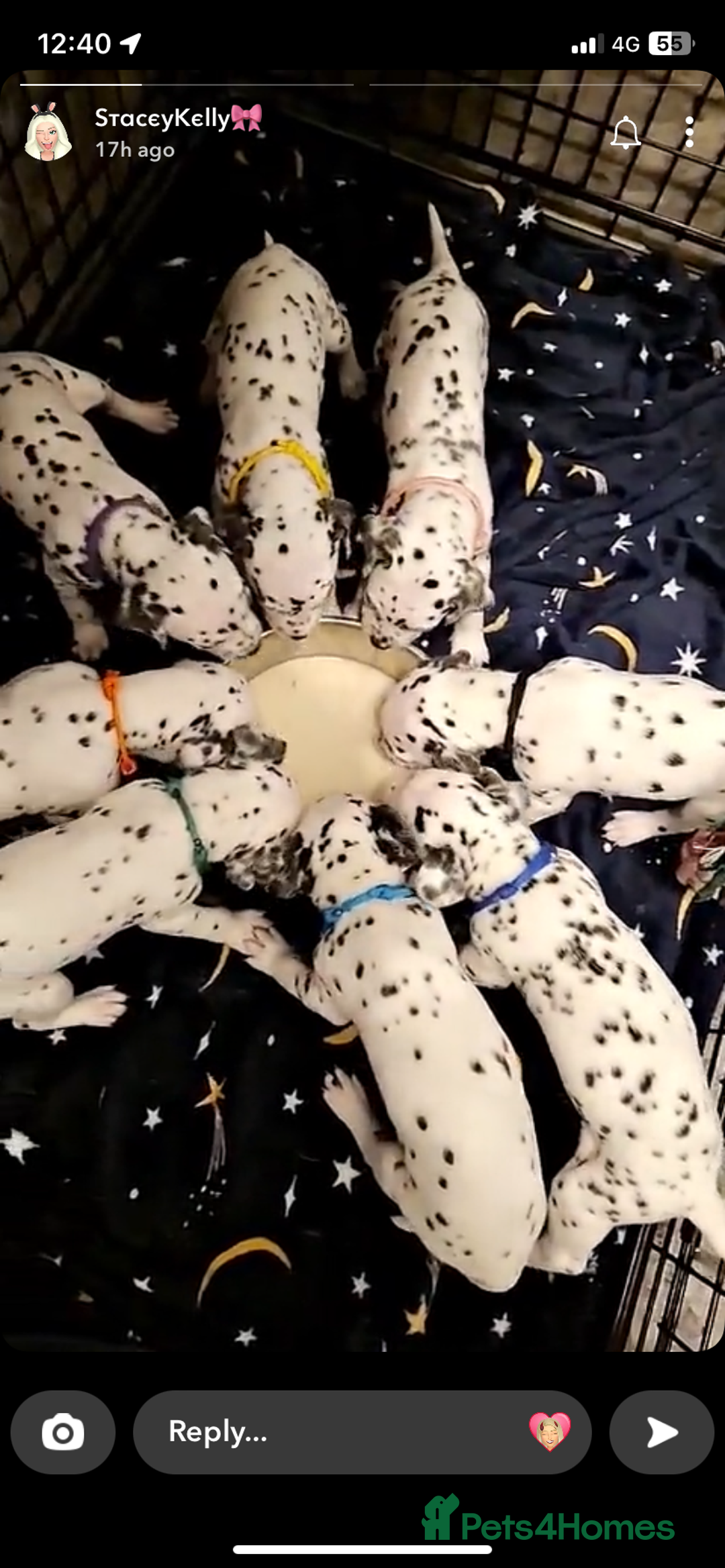 Dalmatian dogs for stud: Proven KC Dalmatian stud baer+\+ in Wigan - Image 23