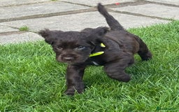 Sprocker dogs for sale: 2 x sprocker pups for sale  - Image 11