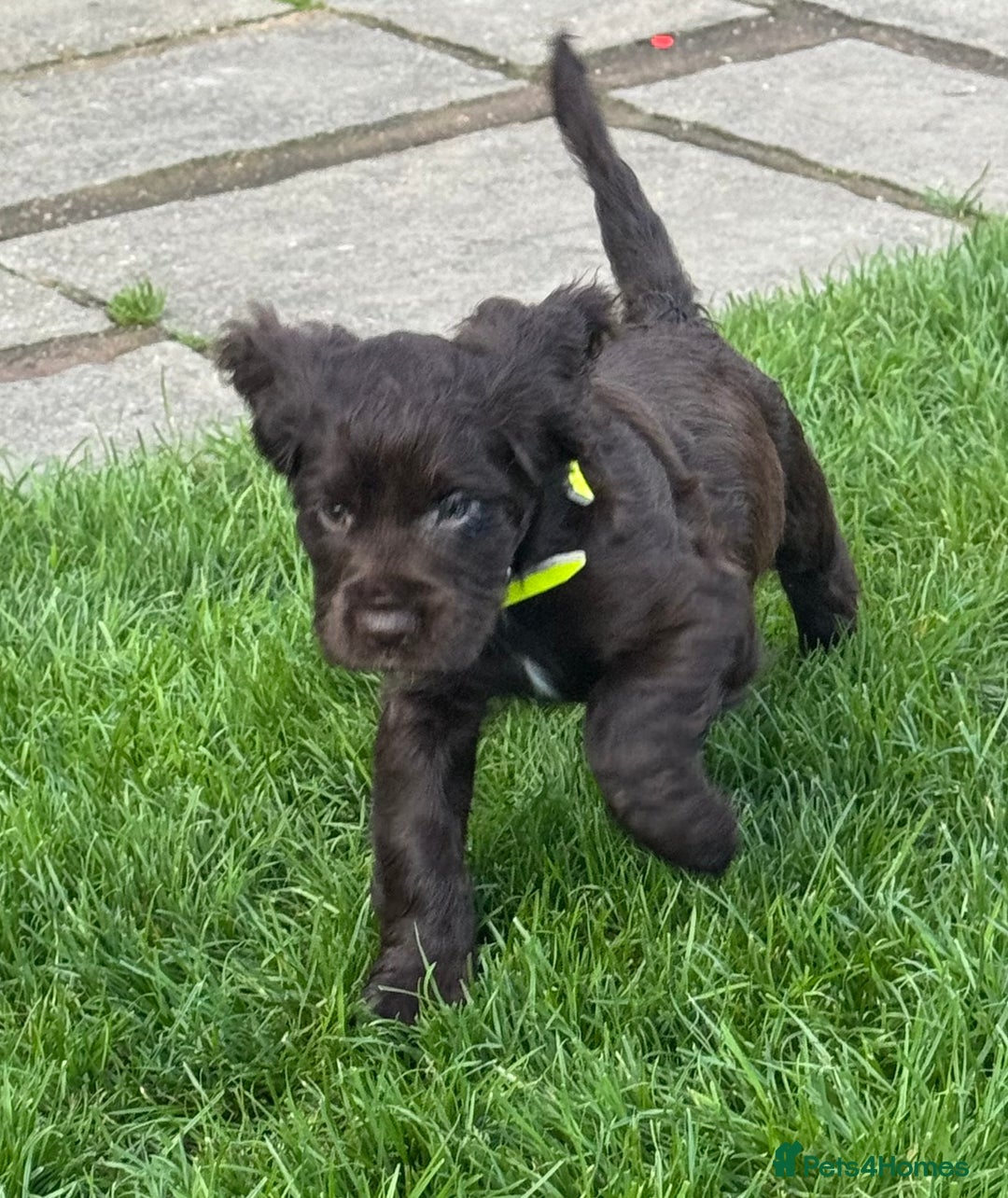 Sprocker dogs for sale: 2 x sprocker pups for sale  - Image 11