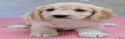 Cockapoo dogs for sale: Licensed breeder, health tested F1 cockapoos - Advert 38